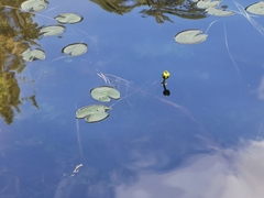 Nuphar pumila