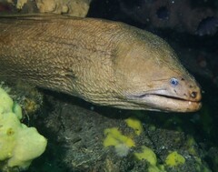 Gymnothorax prasinus