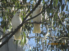 Cacatua sanguinea