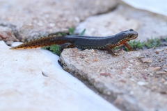 Ichthyosaura alpestris