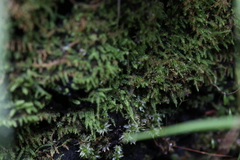 Racopilum cuspidigerum