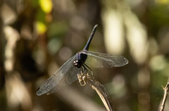 Trithemis festiva