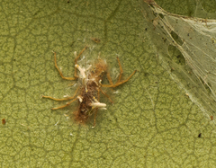 Gibellula