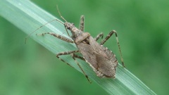 Himacerus apterus