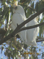 Cacatua sanguinea