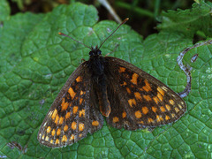 Melitaea britomartis