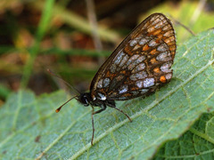 Melitaea britomartis
