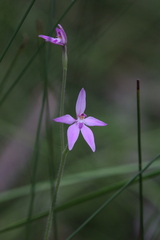 Caladenia latifolia