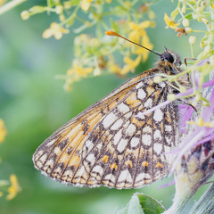 Melitaea britomartis