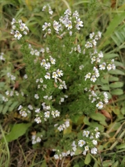 Euphrasia stricta