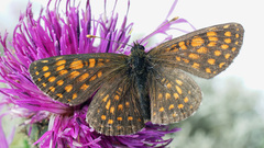 Melitaea britomartis