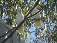 Cacatua sanguinea