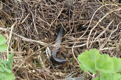 Oligosoma polychroma