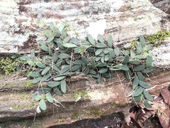Dendrobium linguiforme