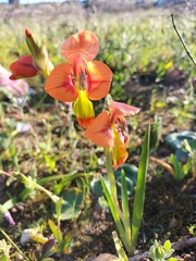 Gladiolus alatus