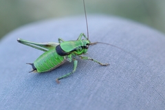 Eupholidoptera schmidti