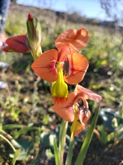 Gladiolus alatus