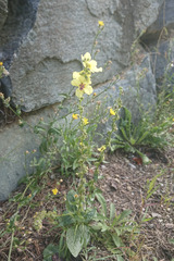 Verbascum nigrum