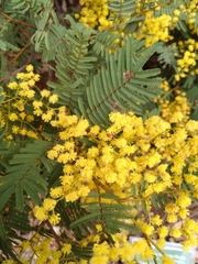 Acacia nanodealbata