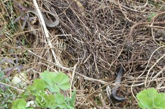 Oligosoma polychroma