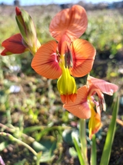 Gladiolus alatus