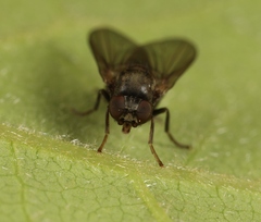 Bolopus furcatus