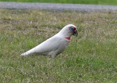 Cacatua tenuirostris