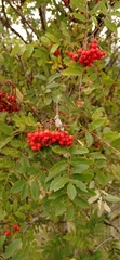 Sorbus aucuparia