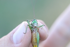 Eupholidoptera schmidti