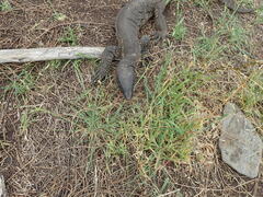 Varanus rosenbergi