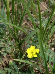 Tribulus terrestris