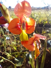 Gladiolus alatus