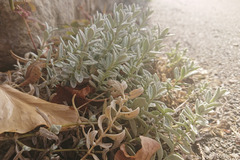 Cerastium tomentosum