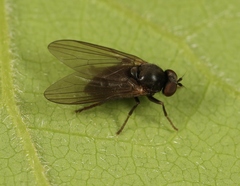 Bolopus furcatus