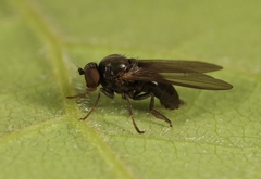 Bolopus furcatus