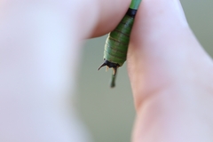 Eupholidoptera schmidti