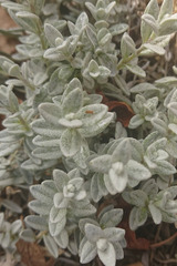 Cerastium tomentosum