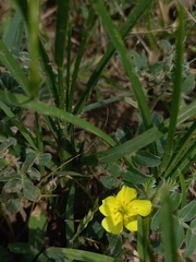 Tribulus terrestris