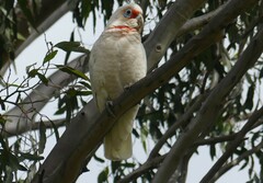 Cacatua tenuirostris