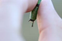 Eupholidoptera schmidti