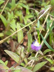Lemini