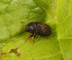 Hylesinus toranio