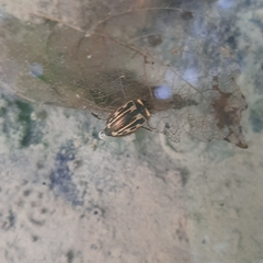 Platambus maculatus