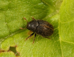 Hylesinus toranio