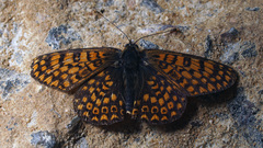 Melitaea cinxia