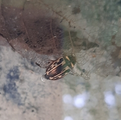 Platambus maculatus