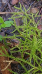 Lycopodiaceae