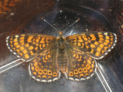 Melitaea cinxia
