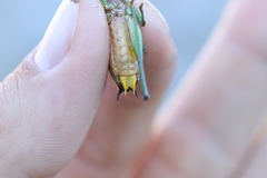 Eupholidoptera schmidti