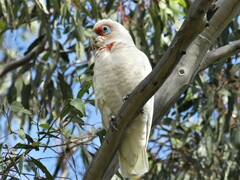 Cacatua tenuirostris